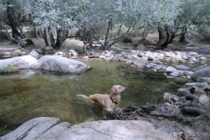マドリード発：グアダラマ山脈ハイキング日帰り旅行