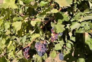 De Madrid a Castela e Leão: vinhas e cidades escondidas