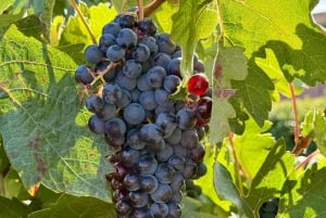 De Madrid a Castela e Leão: vinhas e cidades escondidas