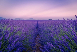 De Madrid: Viagem a Cuenca e aos campos de lavanda de Brihuega