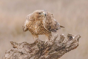 Halbtagestour Vogelfotografie bei Madrid - mit Profi-Guide