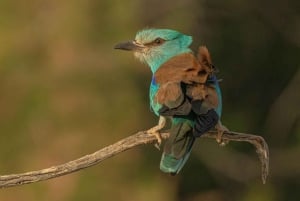 Halbtagestour Vogelfotografie bei Madrid - mit Profi-Guide
