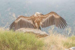 Halbtagestour Vogelfotografie bei Madrid - mit Profi-Guide