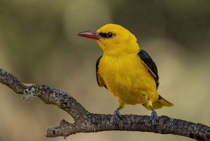 Halbtagestour Vogelfotografie bei Madrid - mit Profi-Guide