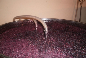 Segowia: Wycieczka do winiarni z degustacją wina