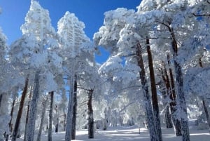 Madrid: 4-Hour Snowshoe Hiking
