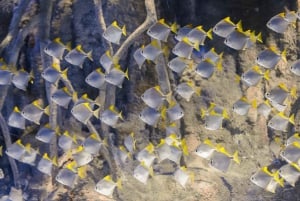 Madrid: Atlantis Aquarium Entry Ticket