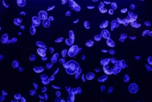 Madrid: Atlantis Aquarium Entry Ticket