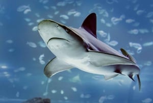 Madrid: Atlantis Aquarium Entry Ticket