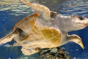 Madrid: Atlantis Aquarium Entry Ticket