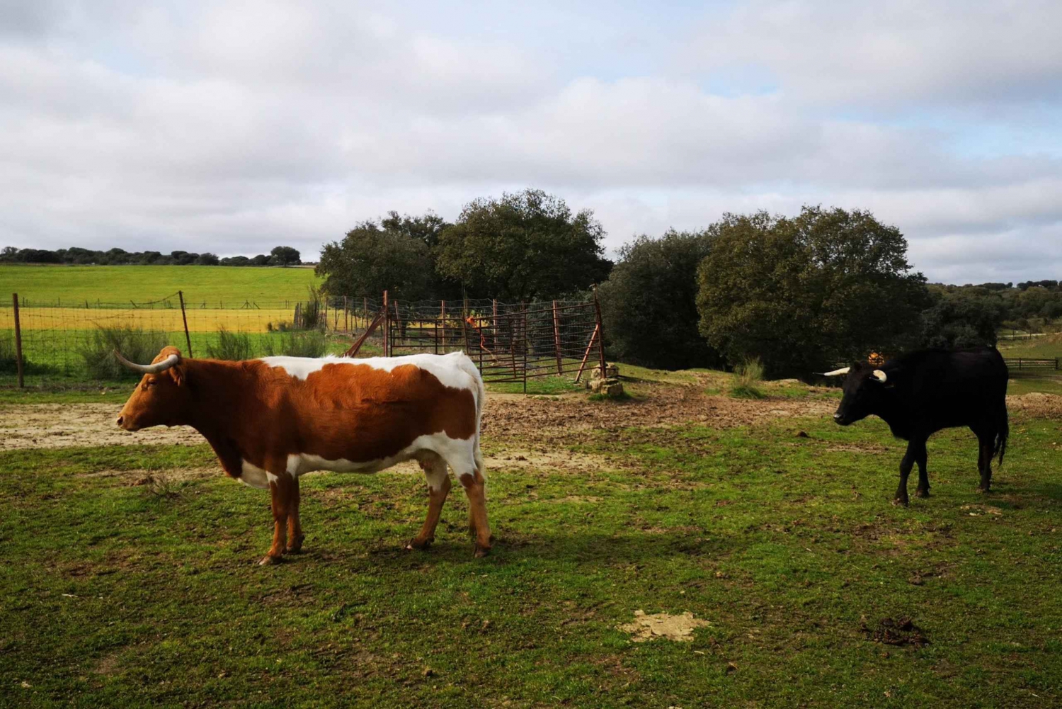 Madryt: Półdniowa wycieczka po farmie hodowli byków