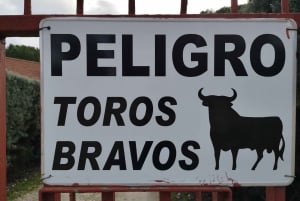 Madrid: Halvdagstur til tyreavlsfarm