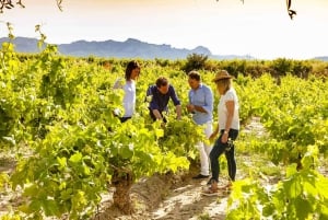 Madrid: tour de medio día por la región vinícola