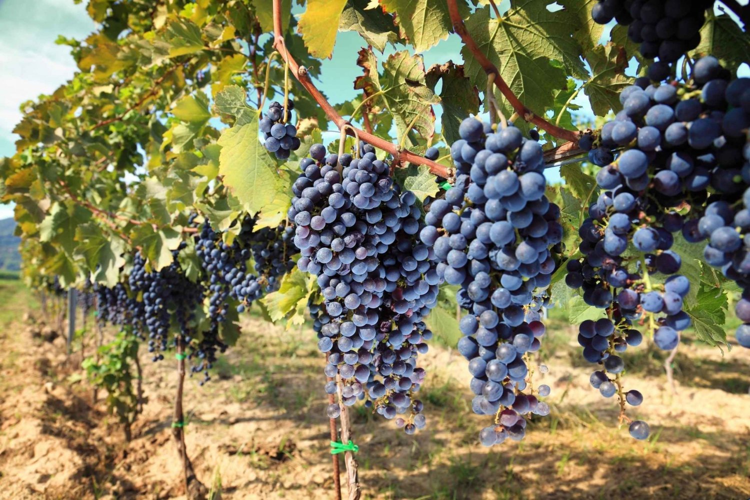 Madrid: Halvdagstur på vingård med vinprovning