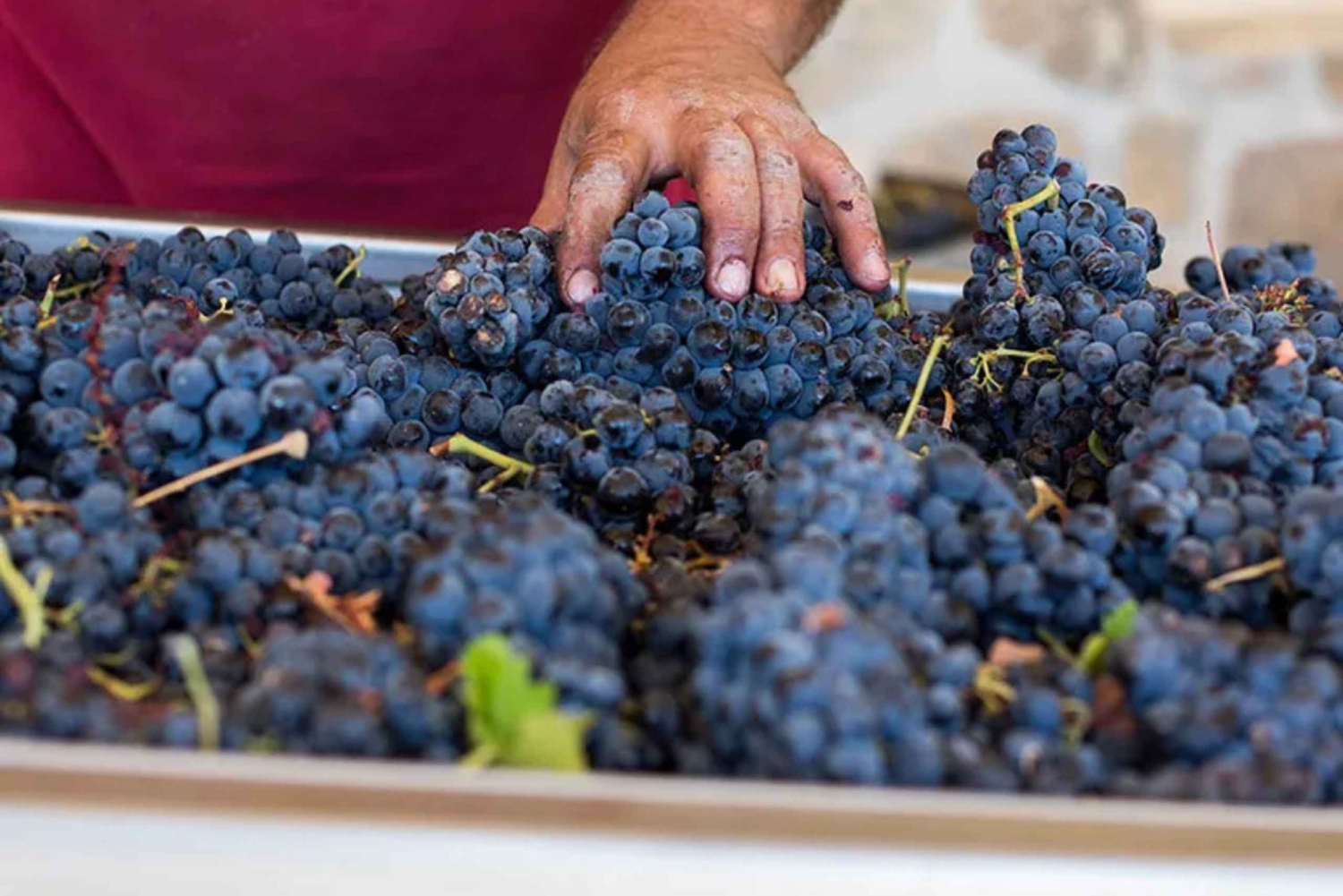 Madrid: Las Moradas de San Martín Winery Tour and Tasting