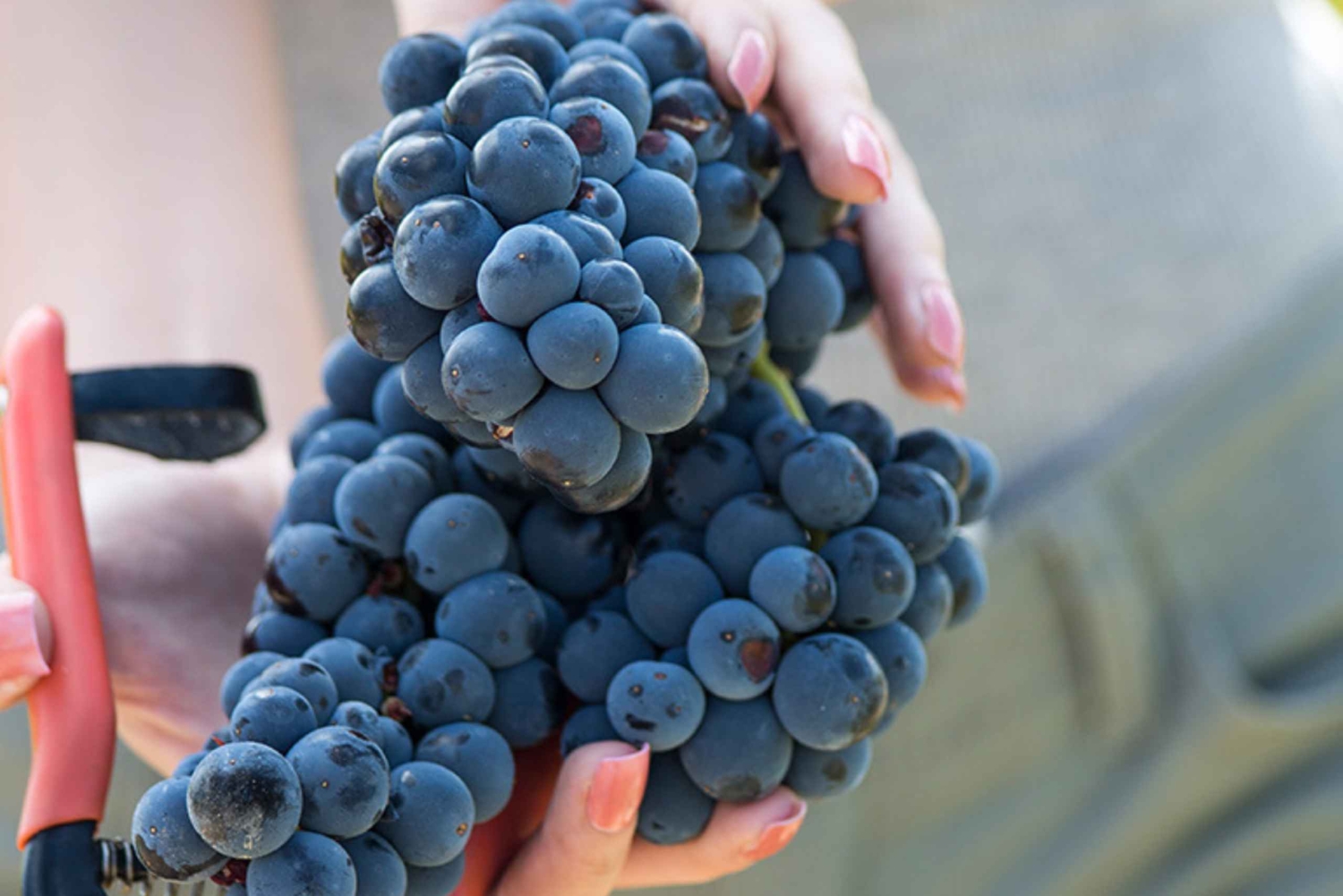 Madrid: Las Moradas de San Martín Winery Tour and Tasting