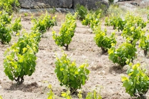 Madrid: Las Moradas de San Martín Winery Tour and Tasting