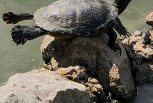 Madrid: Retiro-puisto ja Prado Avenue.