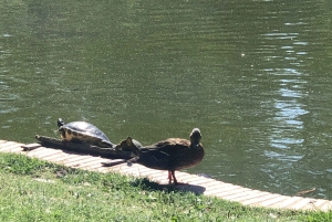 Madrid: Retiro-puisto ja Prado Avenue.