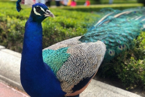 Madrid: Retiro-puisto ja Prado Avenue.