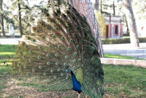 Madrid: Retiro-puisto ja Prado Avenue.