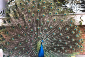 Madrid: Retiro-puisto ja Prado Avenue.