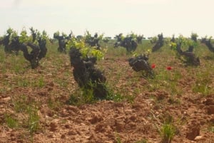 マドリード：マドリード地方のワイナリーガイド付きツアーとテイスティング