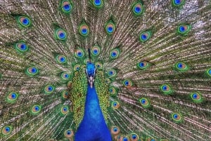 Madrid: Retiro Park Guided Tour with a Photographer