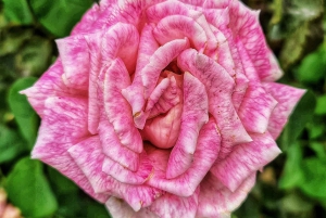 Madrid: Führung durch den Retiro Park mit einem Fotografen