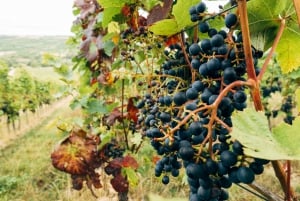 Madrid: Ribera and Rioja Wine Private Trip with Tastings