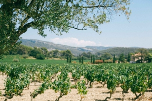 Madrid: Privat tur med vinsmagning i Ribera og Rioja