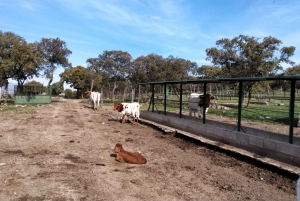 Madrid: Spanish Bull Ranch Half-Day Guided Tour