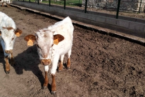 Madrid: Spanish Bull Ranch Half-Day Guided Tour