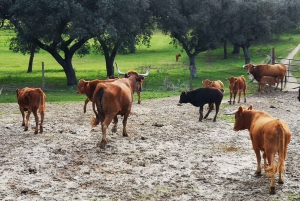 Madrid: Spanish Bull Ranch Half-Day Guided Tour