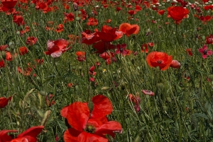 Madri: Espanha intocada para quem gosta de comida e natureza ❤️