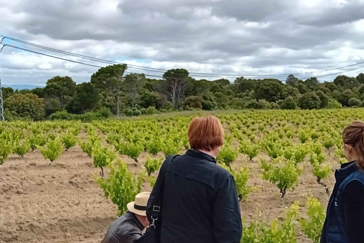 Vintur i Madrid: Upptäck unika lokala vingårdar och provningar