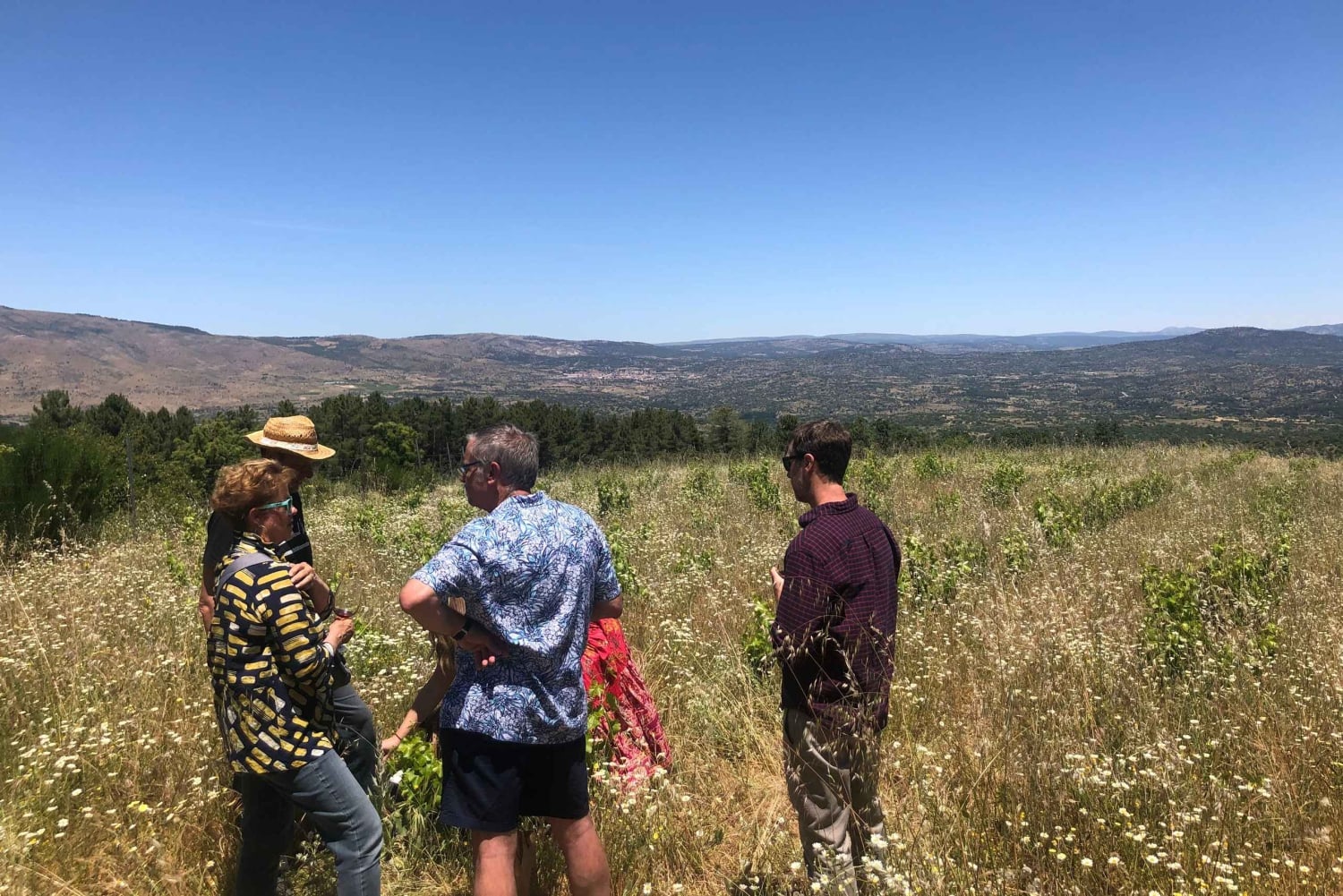 Vintur i Madrid: Upptäck unika lokala vingårdar och provningar