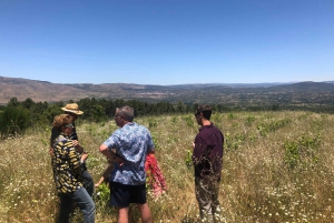 Vintur i Madrid: Upptäck unika lokala vingårdar och provningar