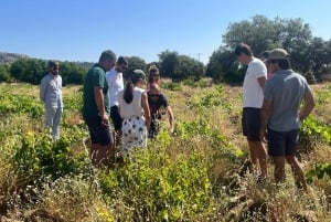 Vintur i Madrid: Upptäck unika lokala vingårdar och provningar