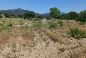 Vintur i Madrid: Upptäck unika lokala vingårdar och provningar