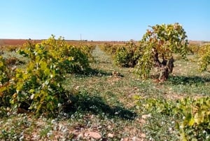 Madrid: Winery Visit inc. Pickup & Drop-off