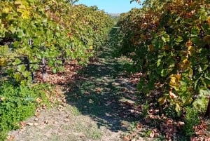 Madrid : Visite d'un vignoble avec dégustation en anglais ou en espagnol