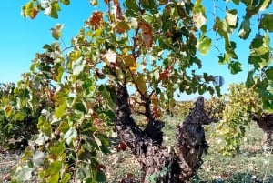 Madrid: Ruta del Vino en inglés