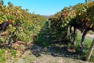 Madri: Tour de vinhos em inglês
