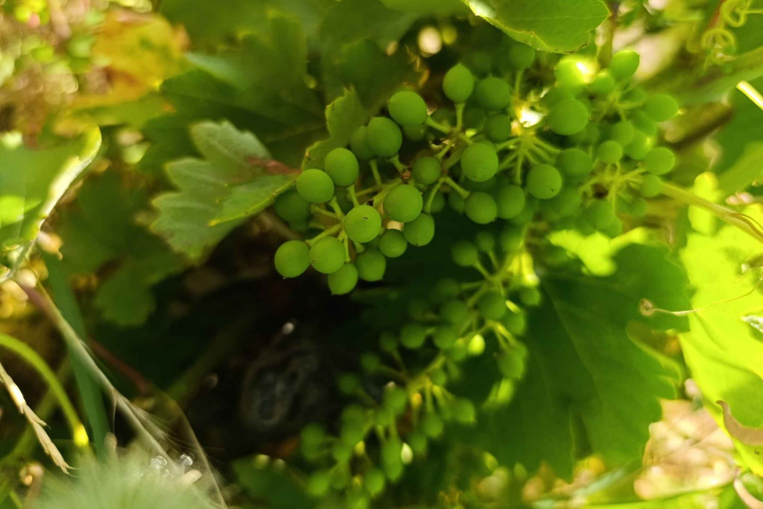 Madrid Winery Tour: Besøk og smaking med sommelierguide