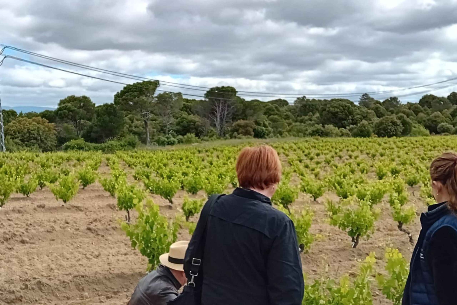 Madrid Winery Tour: Besøk og smaking med sommelierguide