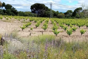 Madrid Winery Tour: Besøk og smaking med sommelierguide