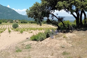 Madrid Winery Tour: Besøk og smaking med sommelierguide