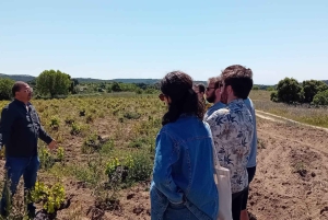 Madrid Winery Tour: Besøk og smaking med sommelierguide
