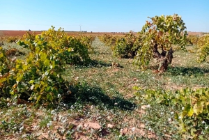 Madrid Winery Tour: Besøk og smaking med sommelierguide